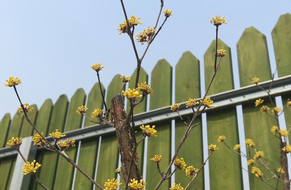 Fence Painting